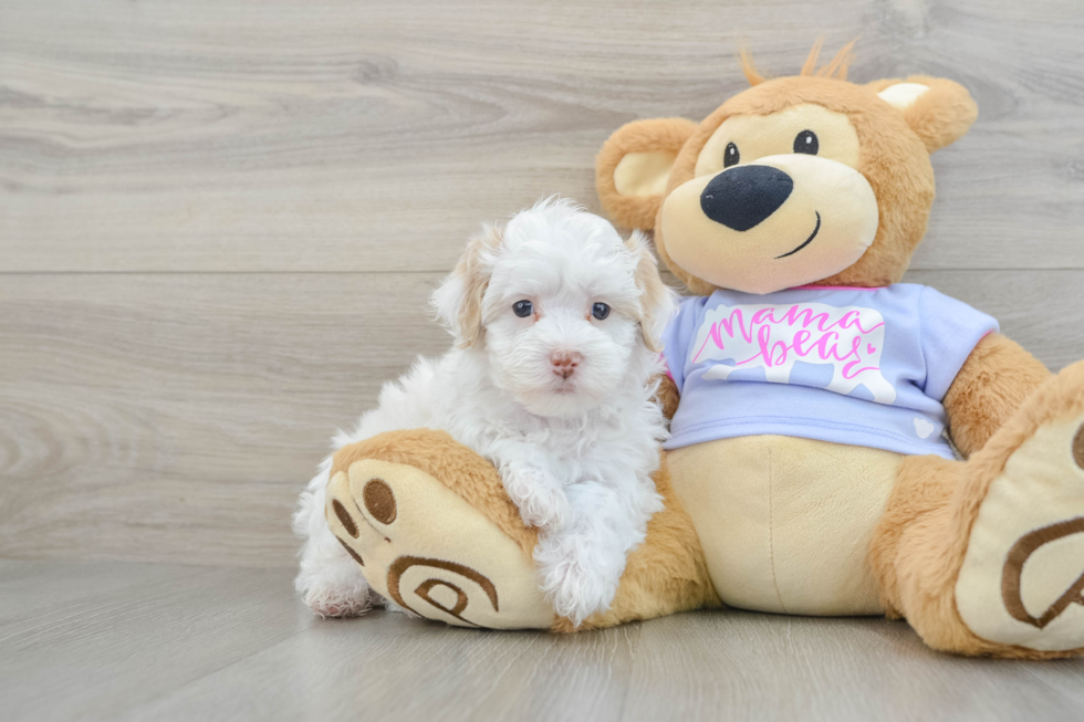 Energetic Maltepoo Poodle Mix Puppy