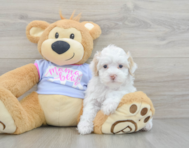 8 week old Maltipoo Puppy For Sale - Florida Fur Babies