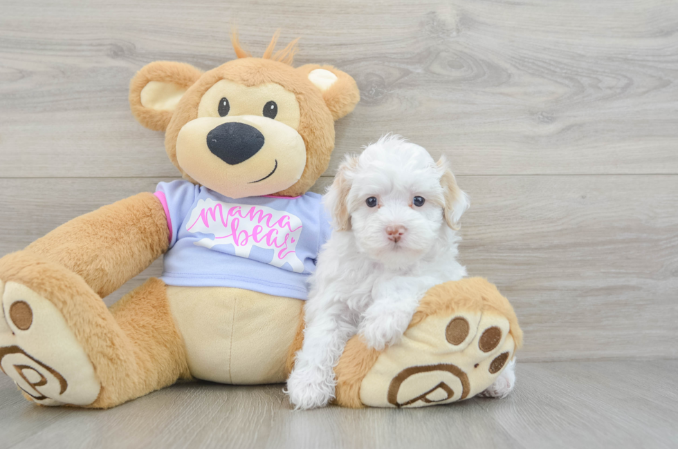 8 week old Maltipoo Puppy For Sale - Florida Fur Babies