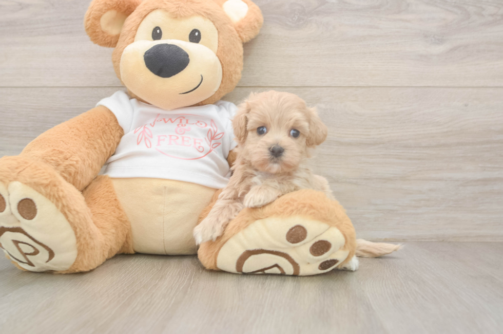 5 week old Maltipoo Puppy For Sale - Florida Fur Babies