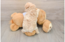 Best Maltipoo Baby