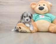 8 week old Maltipoo Puppy For Sale - Florida Fur Babies
