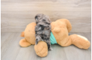 Energetic Maltidoodle Poodle Mix Puppy