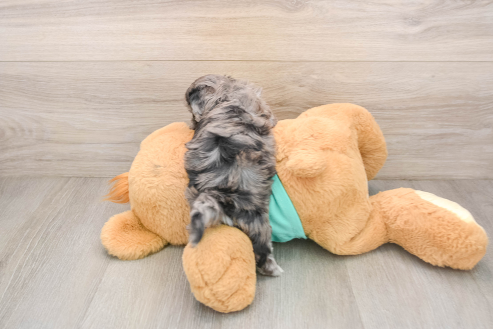 Energetic Maltidoodle Poodle Mix Puppy