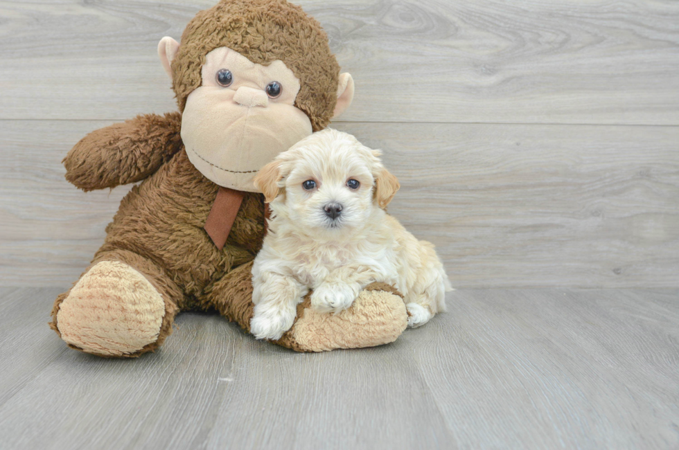 7 week old Maltipoo Puppy For Sale - Florida Fur Babies