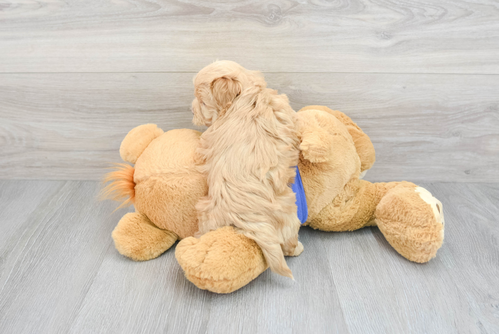Best Maltipoo Baby