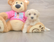 5 week old Maltipoo Puppy For Sale - Florida Fur Babies