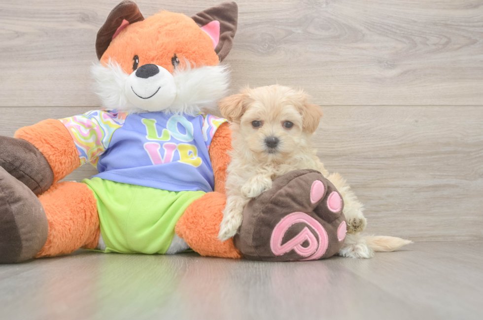 5 week old Maltipoo Puppy For Sale - Florida Fur Babies
