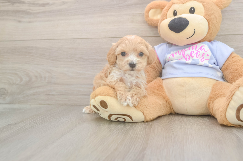 5 week old Maltipoo Puppy For Sale - Florida Fur Babies