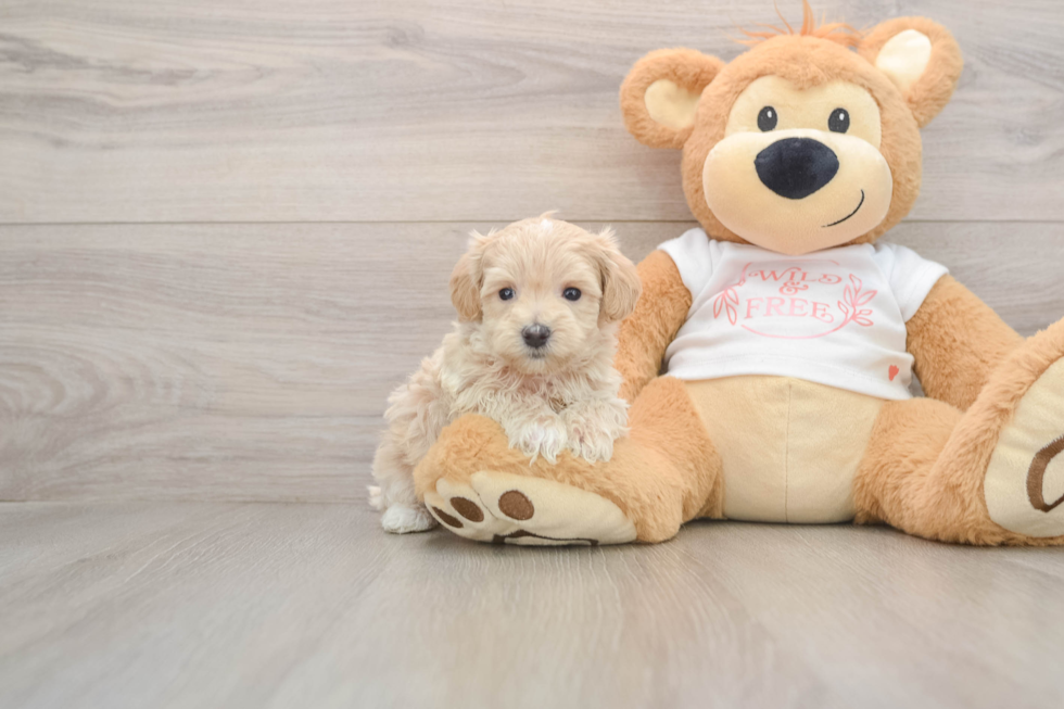 Maltipoo Pup Being Cute