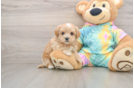 Playful Moodle Poodle Mix Puppy