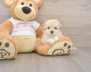 6 week old Maltipoo Puppy For Sale - Florida Fur Babies