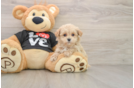 Hypoallergenic Moodle Poodle Mix Puppy
