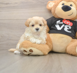 7 week old Maltipoo Puppy For Sale - Florida Fur Babies