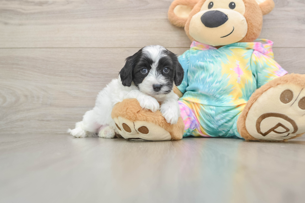 Happy Maltipoo Baby