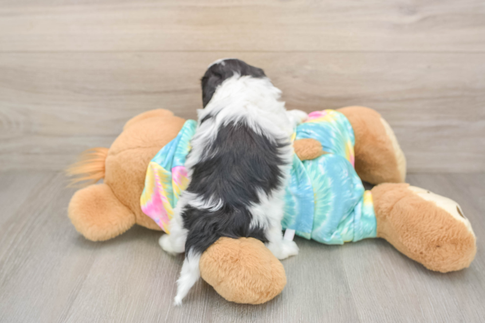 Maltipoo Puppy for Adoption