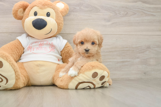 Cute Maltipoo Baby