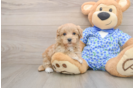 Best Maltipoo Baby