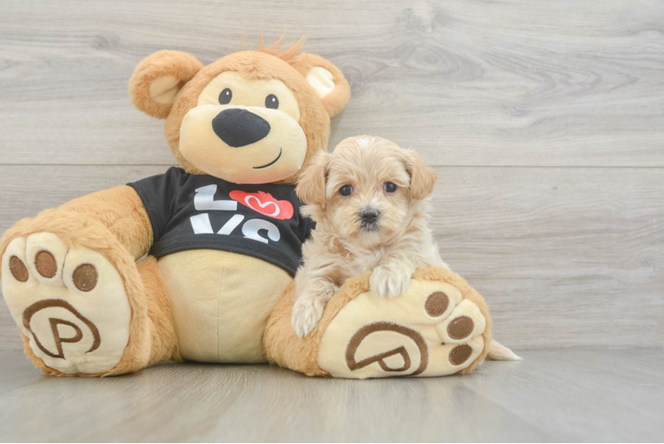 Maltipoo Pup Being Cute
