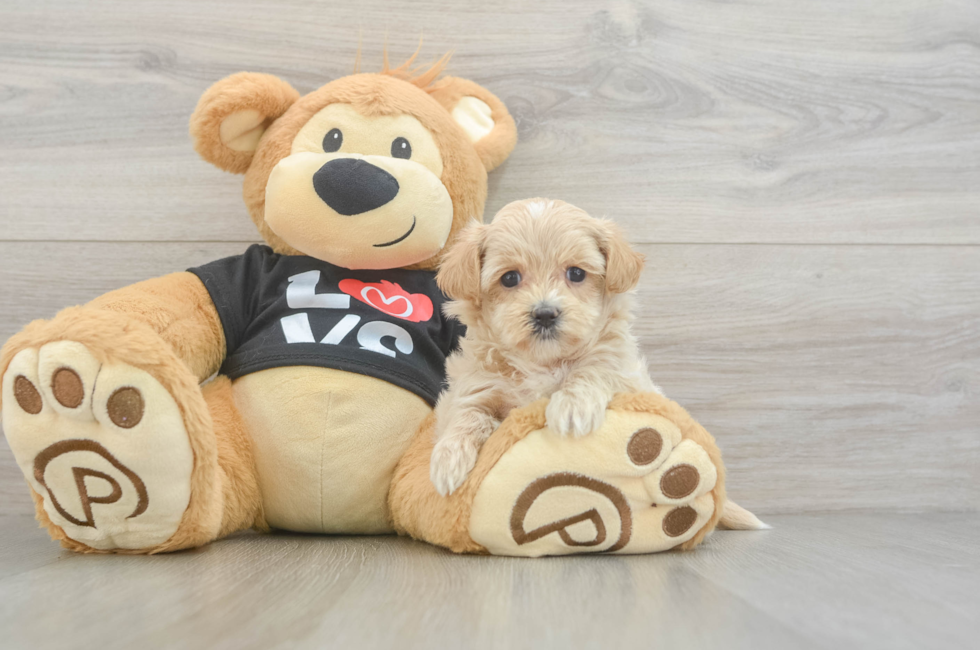 6 week old Maltipoo Puppy For Sale - Florida Fur Babies