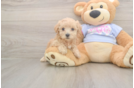 Funny Maltipoo Poodle Mix Pup