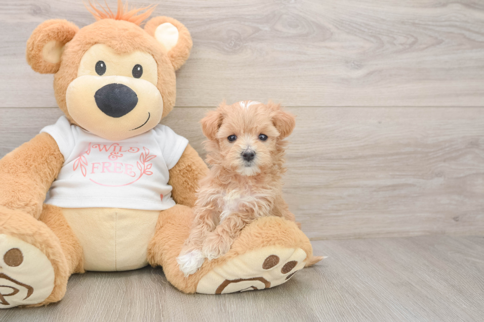 Energetic Malt a Poo Poodle Mix Puppy
