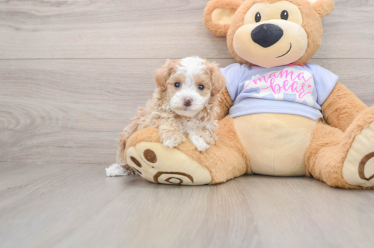 Hypoallergenic Malt Oodle Poodle Mix Puppy