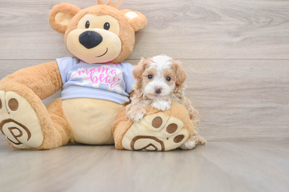 Maltipoo Pup Being Cute
