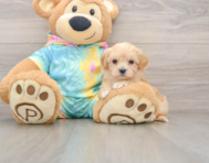 8 week old Maltipoo Puppy For Sale - Florida Fur Babies