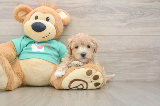 Maltipoo Pup Being Cute