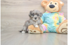 Petite Maltipoo Poodle Mix Pup