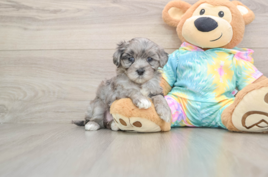 Petite Maltipoo Poodle Mix Pup