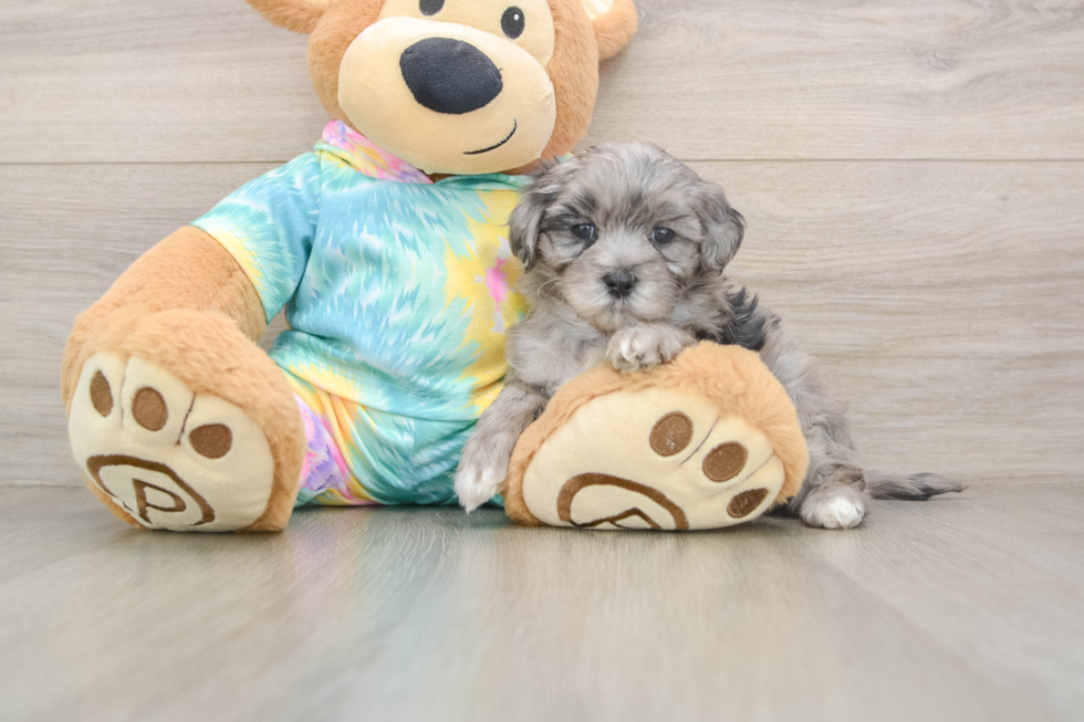Maltipoo Puppy for Adoption