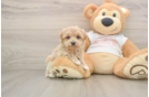 Best Maltipoo Baby