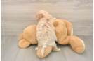 Sweet Maltipoo Baby