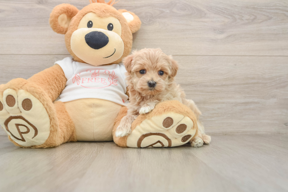 Sweet Maltipoo Baby