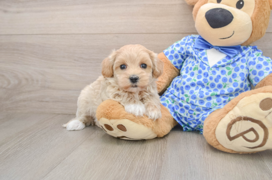 Playful Malt a Poo Poodle Mix Puppy