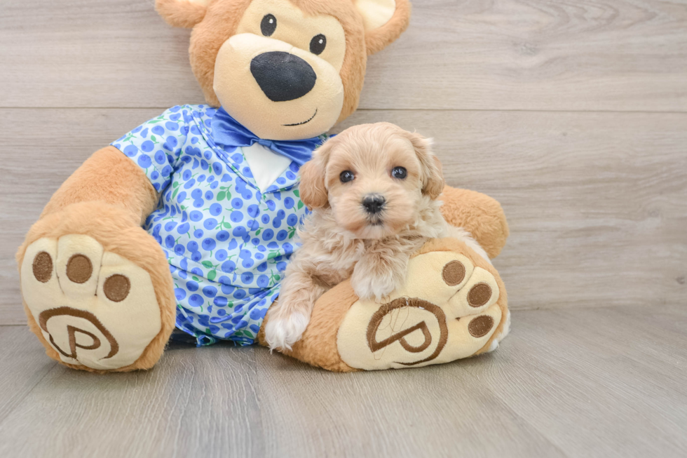 Best Maltipoo Baby