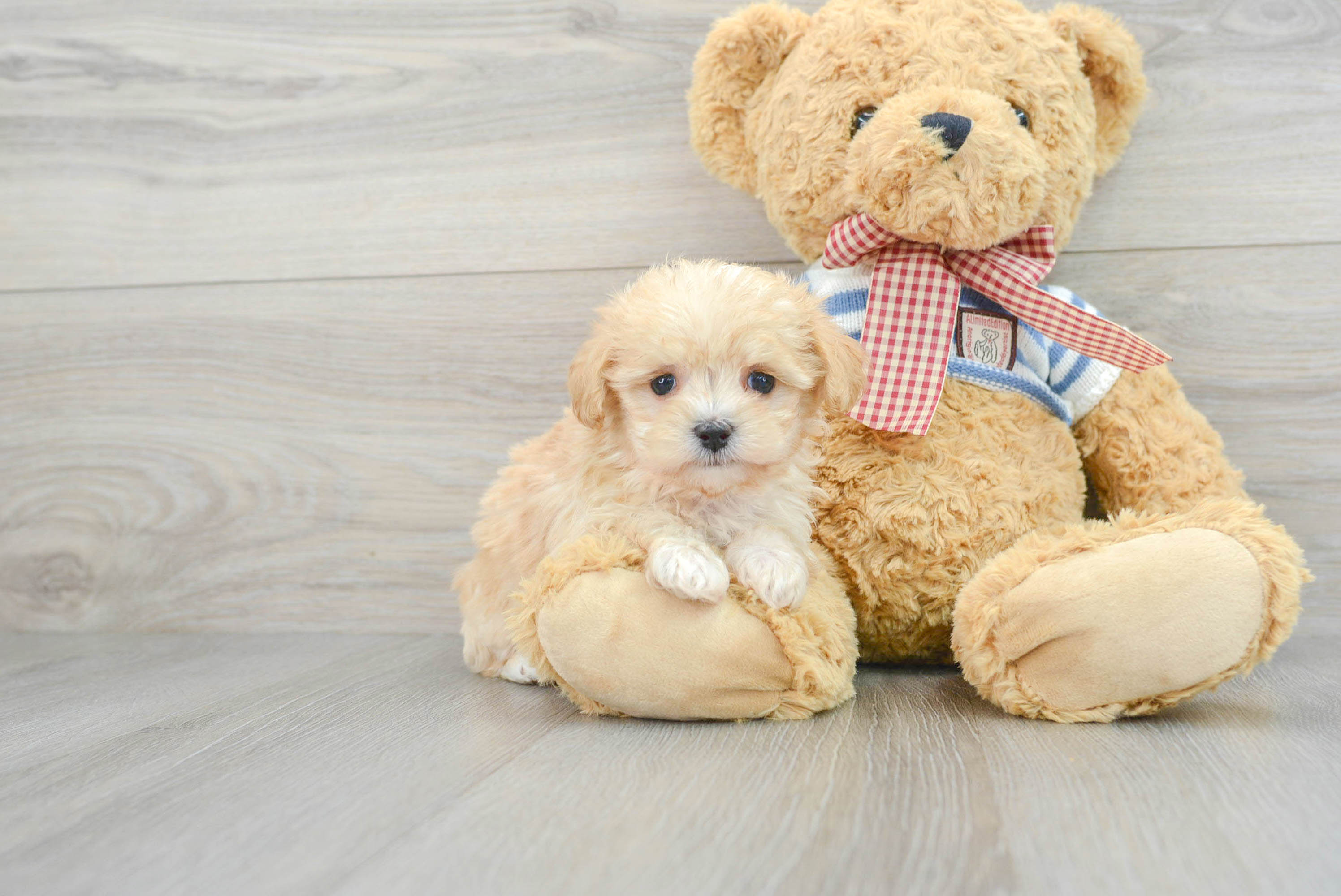 Teddy bear cheap maltipoo full grown