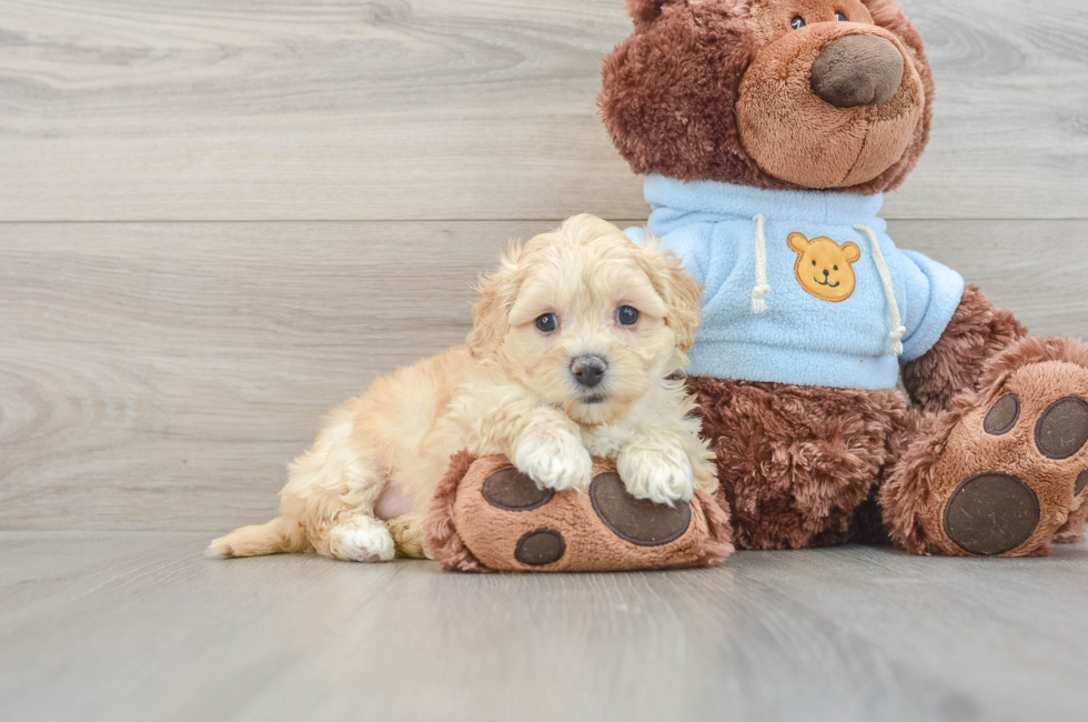 7 week old Maltipoo Puppy For Sale - Florida Fur Babies