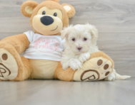 8 week old Maltipoo Puppy For Sale - Florida Fur Babies