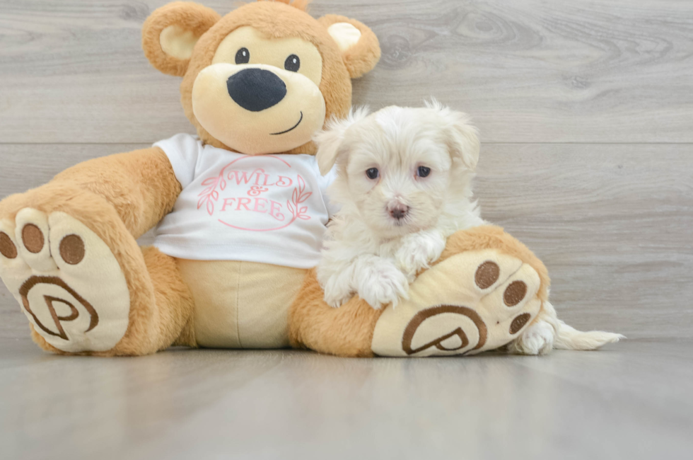 6 week old Maltipoo Puppy For Sale - Florida Fur Babies