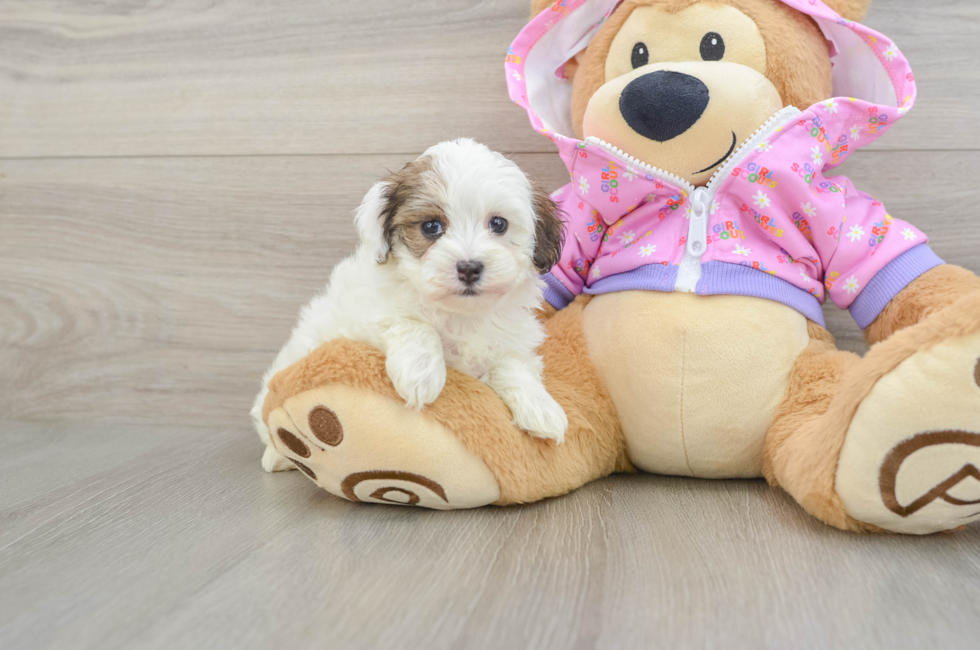 5 week old Maltipoo Puppy For Sale - Florida Fur Babies