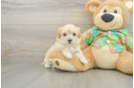 Maltipoo Puppy for Adoption