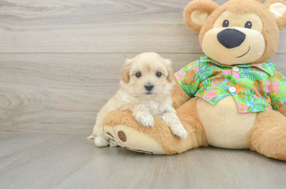 6 week old Maltipoo Puppy For Sale - Florida Fur Babies