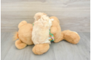 Sweet Maltipoo Baby