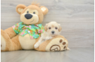 Maltipoo Pup Being Cute