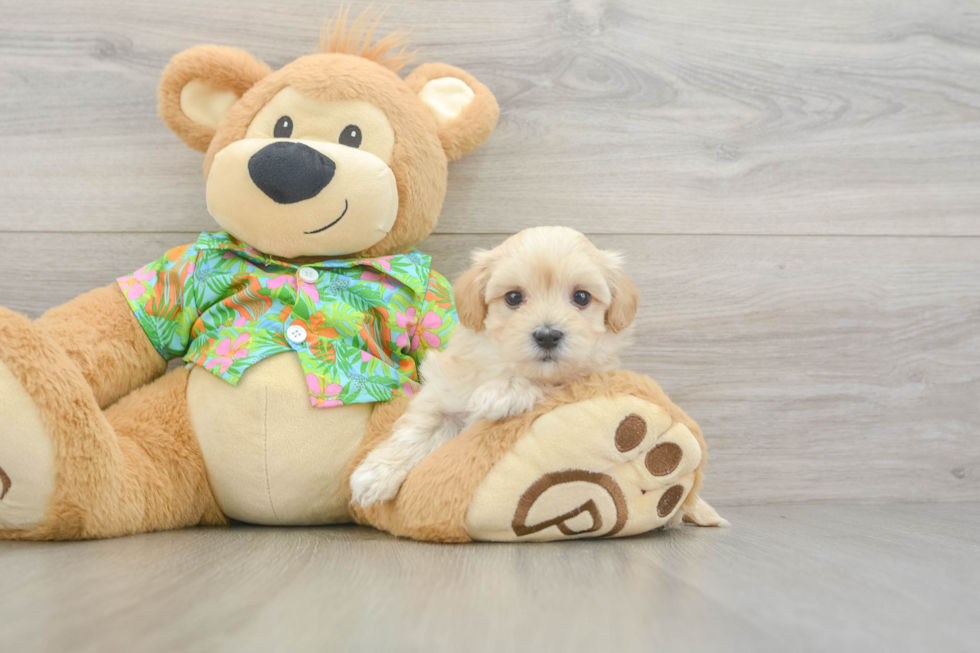 Maltipoo Pup Being Cute