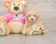 5 week old Maltipoo Puppy For Sale - Florida Fur Babies