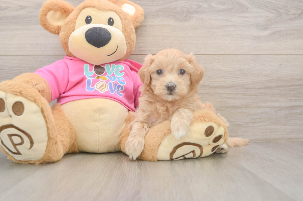 5 week old Maltipoo Puppy For Sale - Florida Fur Babies